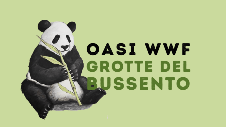 oasiwwfmorigerati 1 768x432