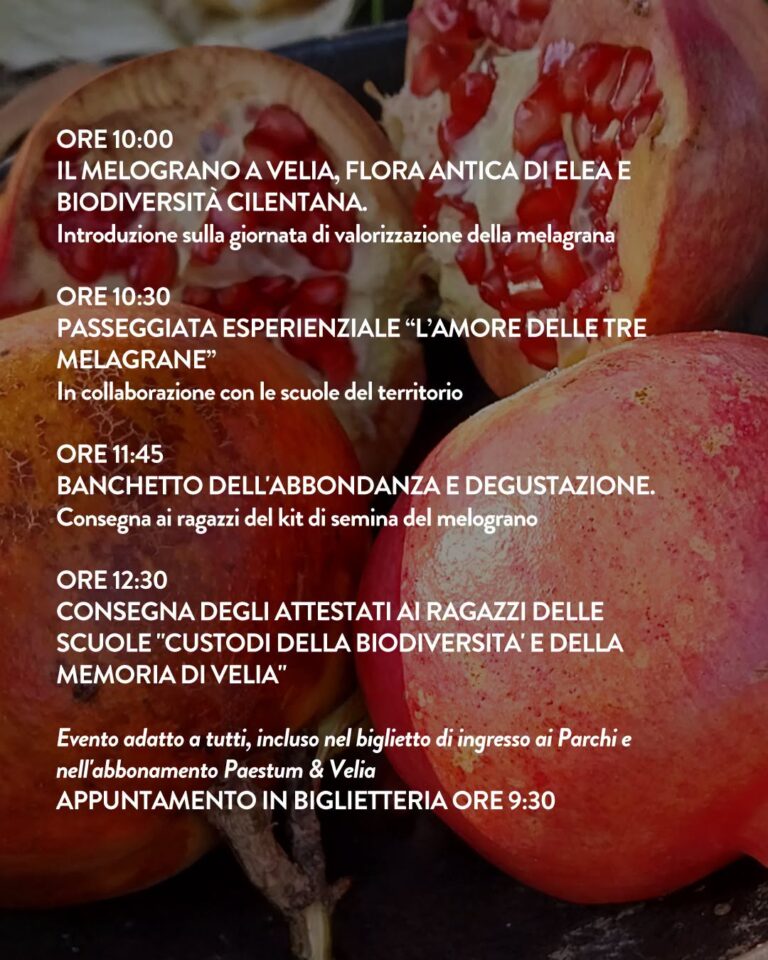 Festa della Melagrana ad Ascea Festa della Melagrana ad Ascea